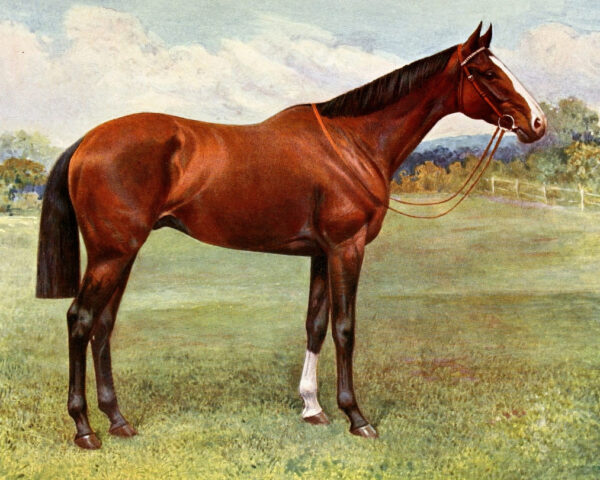 Cavalo